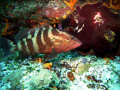   Grouper moveI catch juvenile he zipps Palancar Horseshoe reef Cozumel Mexico  